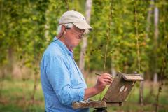 Hop Picking, Chiddingstone, Kent